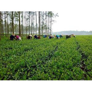Tại sao nên chọn trà oolong Doanh Châu?